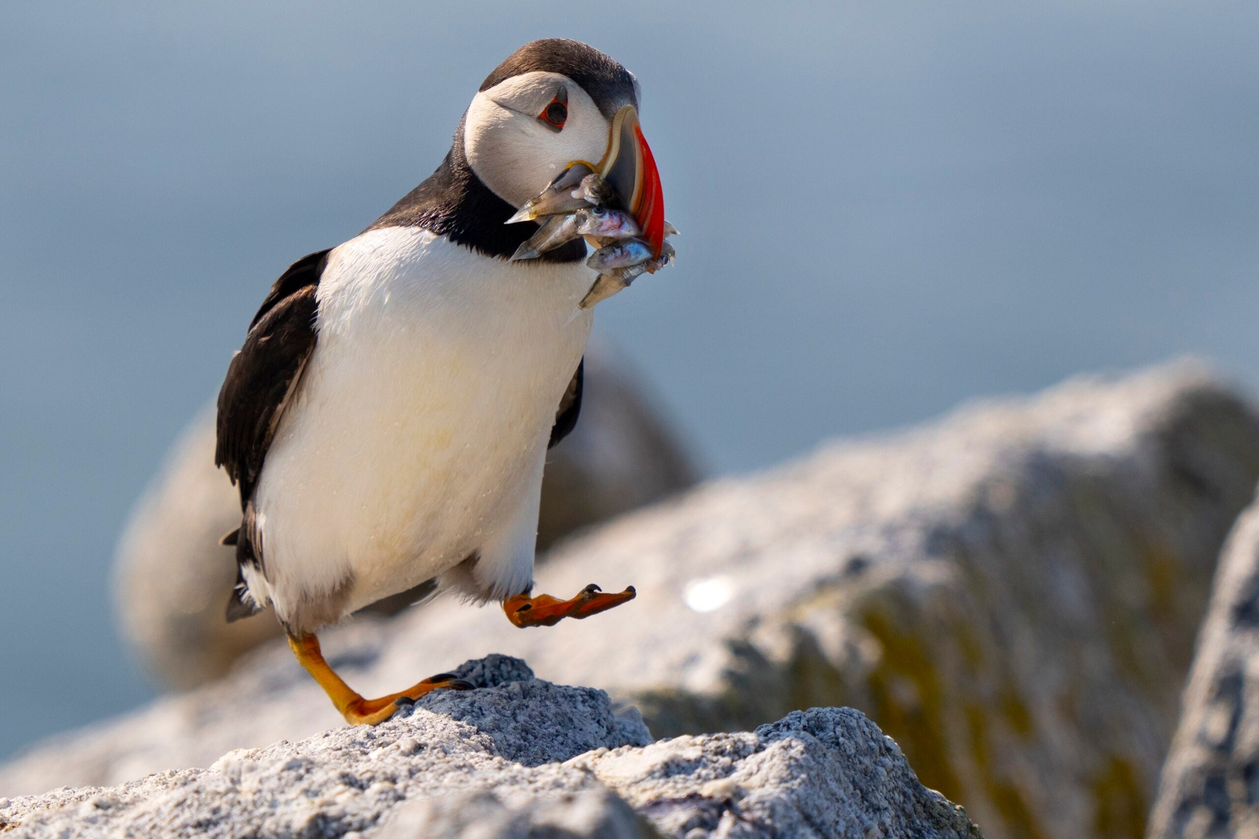 An Atlantic puffin brings a beak full of baitfish to feed its chick in a burrow under rocks on Eastern Egg Rock.