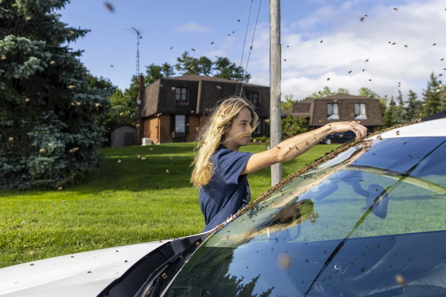 Woman removes bees from a car windhshield by hand.